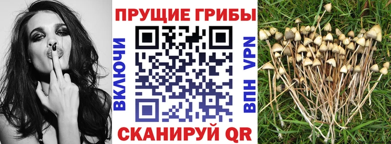мега зеркало  Севастополь  Псилоцибиновые грибы MAGIC MUSHROOMS 