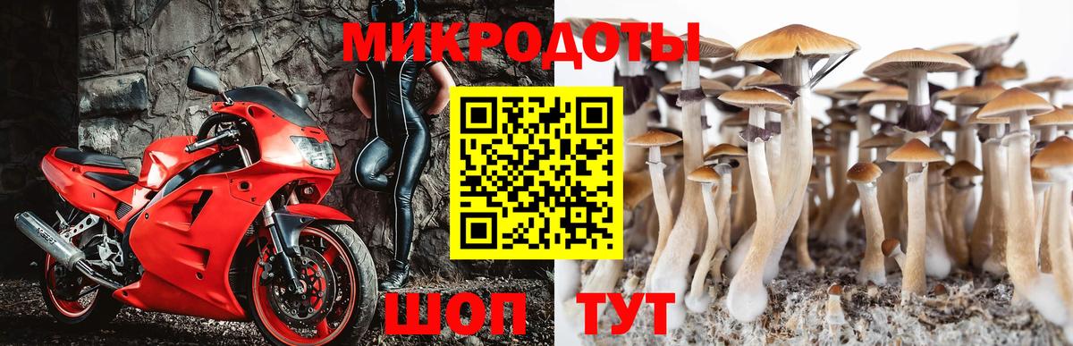 Севастополь  Псилоцибиновые грибы Psilocybe  Вход с VPN 